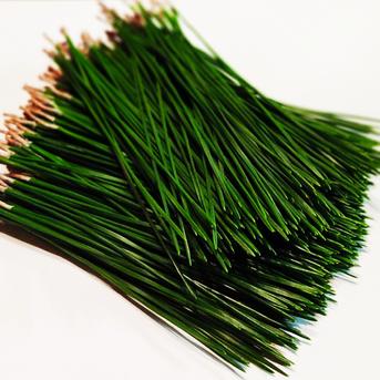 厳選　松の葉　500g　松葉茶　松葉サイダー　入浴剤　アロマ 500ｇ 花・植物/花・植物通販