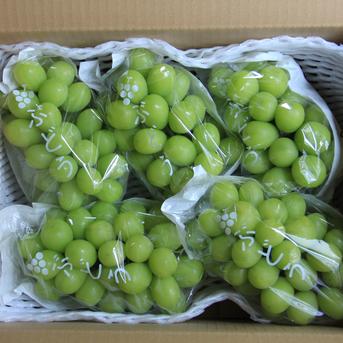 贈答用シャインマスカット2.8kg（5房）【銀賞受賞】／本気農場いけだ 約2.8kg（5房） 果物/ぶどう通販