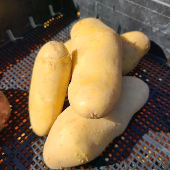じゃがいも３種食べ比べセット　３ｋｇ 新じゃが３種　３kg 野菜/じゃがいも通販
