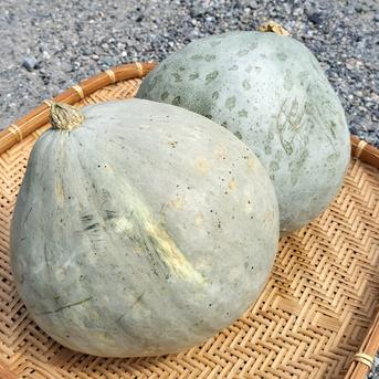 【小さめ】かぼちゃ『白い九重栗』 約4.5kg（3~4個） 野菜/かぼちゃ通販