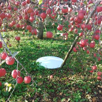 🍎りんご界を席巻するパイオニア王林🍎糖度×酸味の黄金比を誇る林檎界