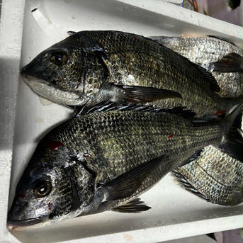 黒鯛2尾、真鯛1尾 3キロ前後 魚介類/鯛通販