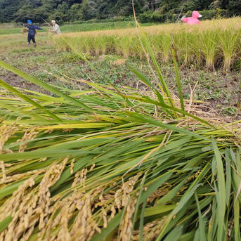無農薬　コシヒカリ　玄米　20キロ　種から育てた美味しいお米　天日干し 自然農法のコシヒカリ 玄米20キロ 無農薬無肥料 山水と豊かな土壌で