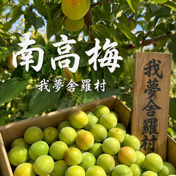 ひまわりさん専用紀州南高梅10キロ完全無農薬 南高梅(10キロ) ひまわりさん専用紀州南高梅10キロ完全無