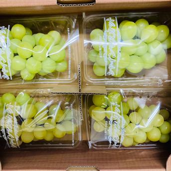 【選果落ち 訳あり商品】  ぶどう シャインマスカット 4パック 約1200gから1400g【003】粒不揃い クール冷蔵 規格外 家庭用 贈答不可 加工用  果物  熊本 福岡 葡萄 ブ  4パック 約1200gから1400g 果物/ぶどう通販