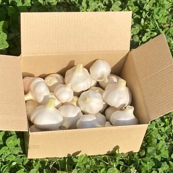 採れたて！今季初！新にんにく 1kg 埼玉県加須市産 遠藤農園 1kg 野菜/にんにく通販