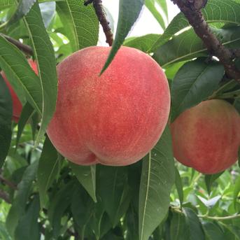 採れたて発送！初夏の桃【あかつき】小布施産家庭用3kg7〜11玉 桃およそ7〜11個 果物/もも通販