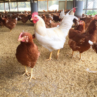 【酵母・平飼い卵30個】酵母を与えて育った平飼いたまご（元気たまご）30個 30個（10個入り紙パックで3つ） 卵/鶏卵通販