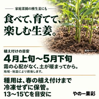 先行予約・11月5日発送開始】高知県産 土付き新生姜 3kg｜やの一果彩