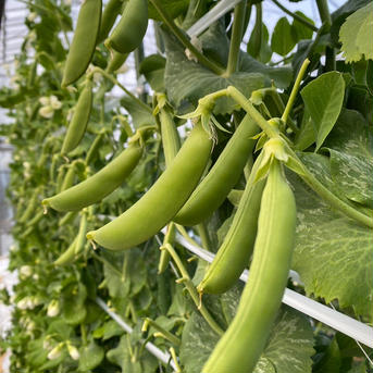 【アウルの日】旬屋OKADA こだわりのスナップエンドウ✨ 1.５kg未満　３００ｇ✖️２袋　５００g✖️２袋　３００ｇは３０〜４０本  ５００ｇは５０〜７０本入ってます✨‼️ 野菜/豆類通販