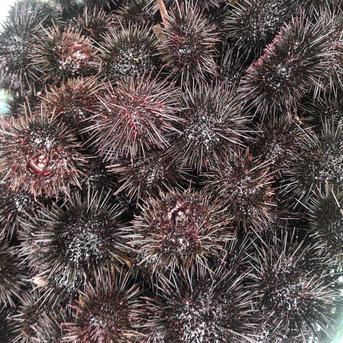 発送日に水揚げ致します。殻付きキタムラサキウニ（生）　2kg （20個前後） 2kg 魚介類/ウニ通販