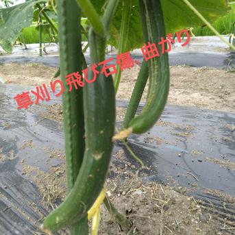 無くなり次第終了限定おまかせセット 約1.9kgくらい 野菜/野菜セット・詰め合わせ通販