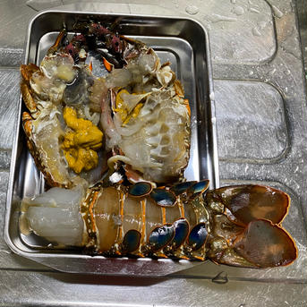 活〆海中血抜き済みの伊勢海老！冷凍0.6キロ（2匹） 0.6キロ（2匹） 魚介類/エビ通販