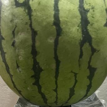 兵庫産　チャンピョン　大玉スイカ　8200ｇ　訳あり ８２００ｇ 果物/スイカ通販