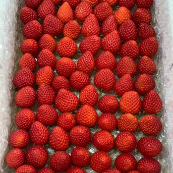【希少あまりん】小粒たっぷり２Kg 朝採れ🍓 2箱(2Kg) 果物/いちご通販