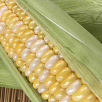 鮮度バツグン、朝どりスイートコーン 『ドルチェドリーム』10本