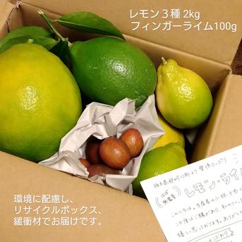 レモンの食べ比べセット！フィンガーライム付き❤️ ３種レモン１キロ、フィンガーライム100g 果物/香酸柑橘(ライム・レモン等)通販