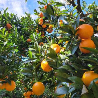 訳あり】屋久島名産たんかん10キロ | 果物/オレンジ・その他みかん