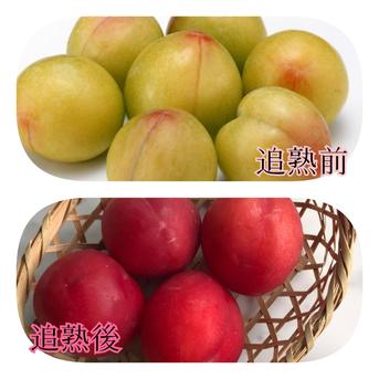まるごとガブッと召し上がれ♪甘くてジューシーな果汁溢れるスモモ【すずろ】おまとめ4~5kg おまとめ4~5kg 果物/すもも・プラム通販