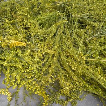 乾燥セイタカアワダチソウ ｜ お茶/その他のお茶 産直アウル 農家
