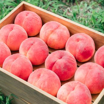 固い桃 おどろき 福島県伊達産 3kg(9～11玉) ｜ 果物/もも 産直アウル 