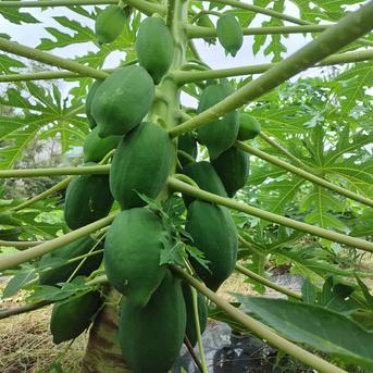 【アウルの日】茨城県産 健康食材 青パパイヤ　無農薬1.8Kg 1.8Kg 野菜/パパイヤ通販