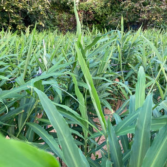 訳あり品！土佐四万十生姜 2kg(栽培時化学肥料・農薬不使用) 2kg 野菜/薬味通販