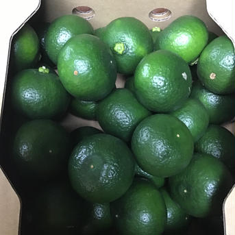 大大大特価❗️売りつくしセール❗️幻の柑橘とも呼ばれる酢みかん「木酢」3k 約3k(50〜80玉前後)多少前後します。 果物/香酸柑橘(ライム・レモン等)通販