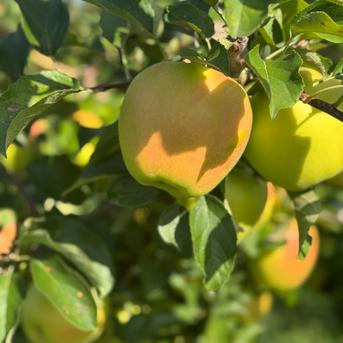 値下げ【数量限定】青森県ぐんま名月、家庭用約3kg自然の恵みたっぷり