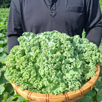 カリーノケール　朝取り カリーノケール300g×2 野菜/葉物通販