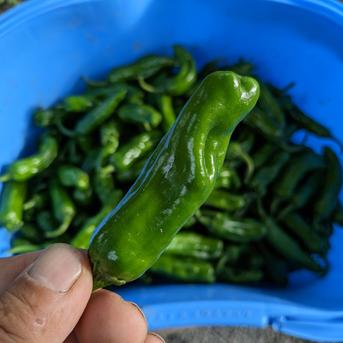 しし唐辛子 1kg箱込みの重さ 野菜/ししとう通販
