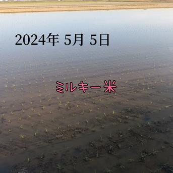 新潟県産ミルキークイーン10k 10kg 米・穀物/米/精米通販