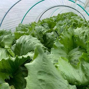 シャッキシャキ❗️みずみずさが段違い✨淡路島のレタス🥬(6個) レタス6玉 野菜/レタス通販