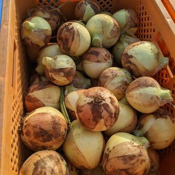 タマネギ紅白セット(ケルたまルビー、ターザン)10kg 赤玉ねぎ5kg,玉ねぎ5kg 野菜/玉ねぎ通販