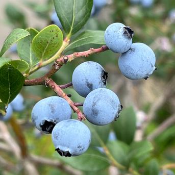数量限定】朝摘み完熟大粒ブルーベリー 500g 朝摘み当日発送 ｜ 果物