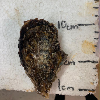 【相生夏蠣】夏に食べる牡蠣！生でも美味しい！！25個 相生夏蠣25個セット 魚介類/牡蠣通販