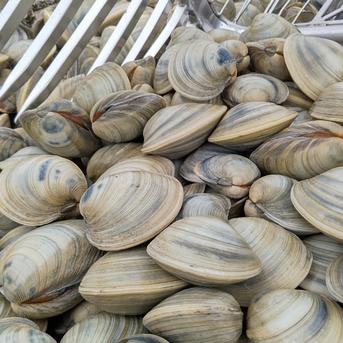 船橋三番瀬ホンビノス貝BBQにオススメサイズ！ 20個入り(1個115～180g) 魚介類/ホンビノス通販