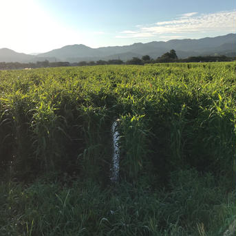 自然栽培はと麦粗挽き全粒粉 150ｇ 米・穀物/その他穀物加工品通販