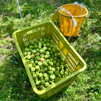 紀州南高梅 青梅 優品・良品 2L・3L 10kg 送料込み 紀州南高梅 青梅 秀