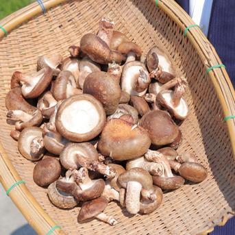 箱いっぱいサービス中】ちょいワル椎茸 1kg 常温発送 | 野菜/きのこ