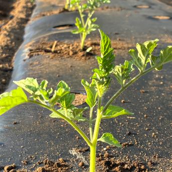 固定種ミニトマト 『ステラミニトマト』0.8kg ｜ 野菜/トマト 産直