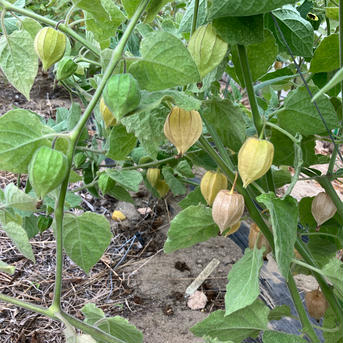 食べるサプリ♪ 自然栽培食用ほおずき200g 食用ほおずき200g 野菜/その他野菜通販