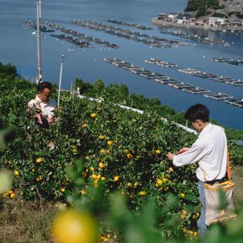 美味しさそのまま】訳あり青ゆず2kg 愛媛県産 青柚子 BLUE YUZU