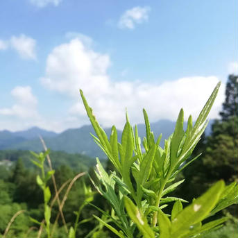 【8月アウルの日限定】手摘み　よもぎ茶　50g 50g お茶/ハーブティー通販
