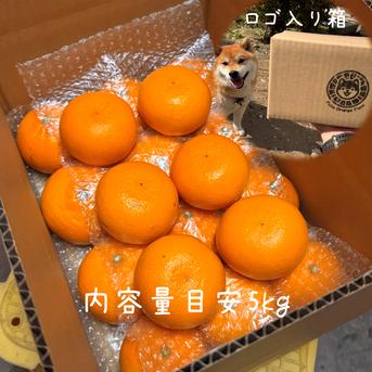 広がる香りに、ただ酔いしれる】完熟ハウスせとか《ご家庭用 5kg