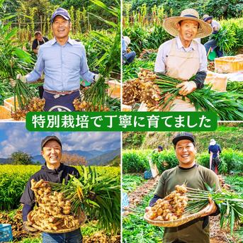 特別栽培 高知県産 香り大生姜 500g ｜ 野菜/薬味 産直アウル 農家