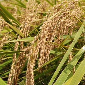 一等米【無農薬】【コシヒカリ 7分づき精米20kg】　令和6年産・天然の資材、有機質肥料のみ・動物性堆肥不使用・100％農薬不使用　土づくりから1年間🌱農薬・化学肥料・除草剤など使わずに育てた特別栽培米 【無農薬】コシ【7分】20kg 米・穀物/米/精米通販