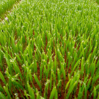 令和7年産 新米ひとめぼれ 玄米20キロ ｜ 米・穀物/玄米 産直アウル