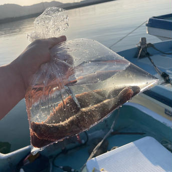 活なまこ赤青食べ比べお試しパック（各1匹ずつ） 赤青（各種1個） 魚介類/ナマコ通販