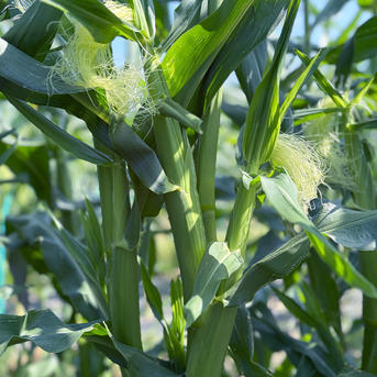 今が旬】朝採れヤングコーン30本｜ふくおかエコ農産物認証 ｜ 野菜